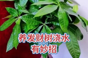 水培发财树的奥秘与技巧（掌握水培技术，让发财树繁茂生长）