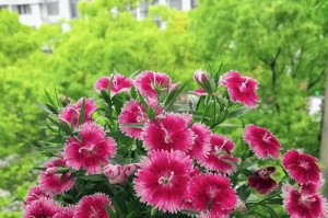 室内花的养殖方法与注意事项（打造温馨室内花园的秘诀）