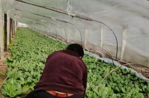 发霉的面粉可以用来做肥料吗？（探究发霉面粉作为有机肥料的可行性）