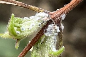铁线莲介壳虫防治方法（药物治疗是最有效的方法）