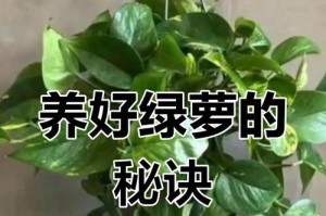 绿萝的养殖全指南（从选种到养护，助你成为绿萝专家）