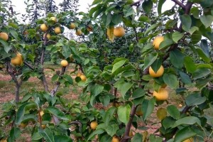 圆黄梨种植条件及适合的种植地点（让你轻松掌握圆黄梨种植）