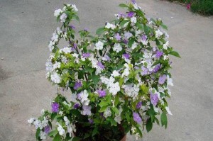 鸳鸯茉莉的花期和开花时间（探究鸳鸯茉莉的生长习性及环境要求）