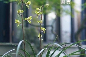 植纹兰的用法与护理技巧（打造美丽室内花园，尽情享受植纹兰的魅力）