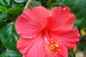 扶桑花在室内养护技巧（美丽的“四季不谢”花卉，让家里更生动）