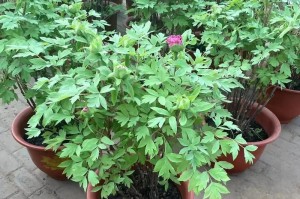七彩牡丹花的养殖技巧（打造花园的绚丽之选）