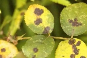 月季花上的黄叶子怎么回事？（解读月季花叶子变黄的原因及对策）