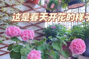 夏日阳光下的天竺葵花盛宴（以天竺葵花为主题，感受盛夏的芬芳与色彩缤纷）