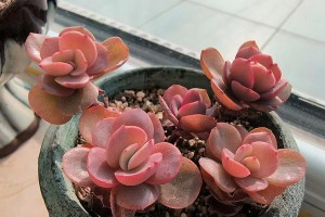 如何促使蒂雅多肉开花（掌握关键技巧，让你的蒂雅多肉盛开绽放）