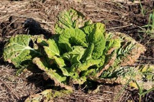 蔬菜属于什么植物？（探究蔬菜的分类和特点）