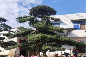 门前种红豆杉，享受健康生活（红豆杉树的价值与种植技巧）