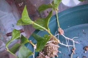 栀子花生根的种植技巧与养护要点（掌握栀子花生根的栽培方法，打造美丽花园）