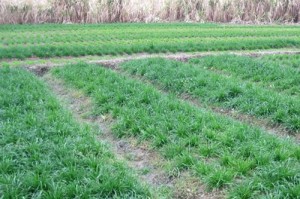 黑麦草种植时间与最佳选择（合理选择时间，助力种植成功）