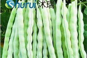 菜豆种子的生长和应用（菜豆种子的生长和应用）