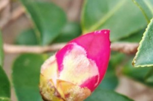 如何有效防止山茶花包干枯（保护山茶花，打造繁花似锦的花园）