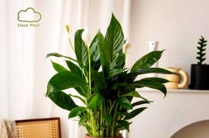 白掌的换盆经验及技巧（从幼苗到成年植株，白掌的适时换盆是关键）