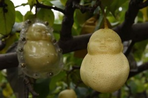 人参果树的外貌与特点（探秘神奇的人参果树）