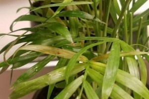 绿叶植物的叶子上的土的清洁方法（轻松清除绿叶植物叶面上的灰尘和污垢）
