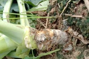 花腐病（了解花腐病的病因、预防与治疗方法）