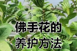 探索以扶手花怎么扎（细说扶手花的扎法及技巧）