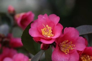 如何选择适合茶花生长的土壤？（掌握茶花的土壤喜好，打造理想生长环境）