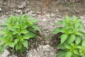 揭秘帝王菜的真正身份——不是红薯叶（你真的了解帝王菜吗？）
