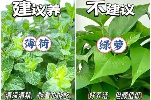 植物净化空气的奇妙力量（探秘净化室内空气的花卉种类及使用方法）