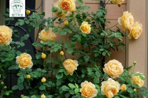 探秘芳香花园的植物奥秘（揭开藤本和灌木的生长之谜）