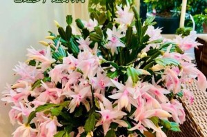 掌握蟹爪兰控花的技巧（提高蟹爪兰控花的效果，让花朵更美丽绽放）