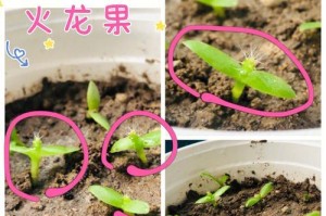 盆栽火龙果的摘取技巧（打造美丽多肉的秘诀与方法）
