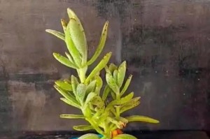 新手如何成功移植多肉植物（关键步骤、技巧和注意事项）