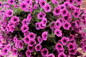 种牵牛花，美化家园（掌握种植技巧，家中生机勃勃）