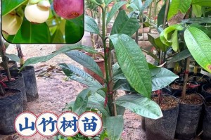 山竹盆栽能否结果？（探究山竹盆栽的生长特点与结果潜力）