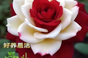 玫瑰盆栽养护指南（轻松打造花园中的浪漫景致）