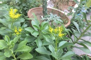 农村常见野菜费菜的知识介绍（一种名不见经传的野菜，你真的了解它吗？）