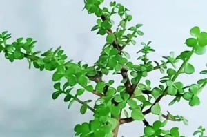 金枝玉叶的种植技巧与注意事项