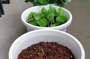 绿萝土插教程（通过土插方法，让您的绿萝茁壮成长！）