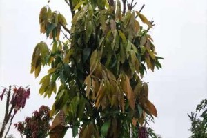 芒果树苗冬天会冻死吗？（解析芒果树苗冬季生存技巧）