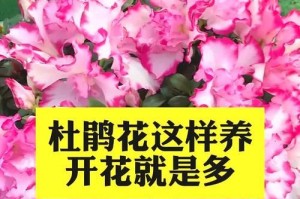 如何正确管理花苞期的杜鹃（关键步骤和注意事项助您顺利迎接杜鹃的盛放）