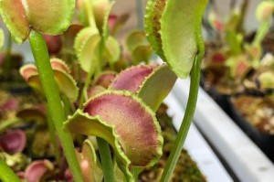 如何养护以布凯茅膏菜（打造绿色家居的秘诀、布凯茅膏菜养护小窍门）