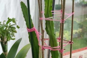 中花未开花的原因及处理方法（让中花绽放的秘诀与技巧）