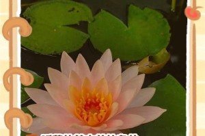 插花爱好者必备的睡莲养护指南（了解睡莲的生长环境和养护要点，为插花创作提供源源不断的灵感）