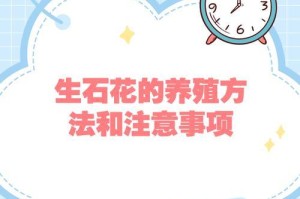 生石花开花护理指南（如何正确照料生石花，让它迎来盛放的时刻）
