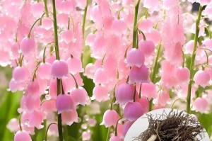 铃兰花的开放之谜（探索铃兰花开放的奥秘，揭开大自然的神奇）