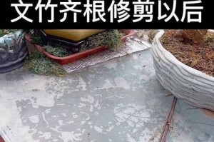 文竹根的修剪与养护（如何正确修剪文竹根提高文竹生长品质）