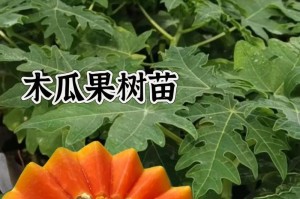 了解木瓜成熟季节，享受营养美味（一年四季，让你掌握木瓜的成熟时间）
