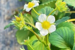 打理草莓花朵的秘诀（草莓开花的关键技巧与方法）
