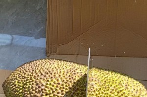如何辨别菠萝熟熟不熟？（菠萝的颜色、形状、气味和触感是如何表现出熟熟不熟的？）