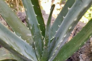 女王芦荟施肥的技巧与方法（掌握正确施肥关键芦荟生长更茂盛）