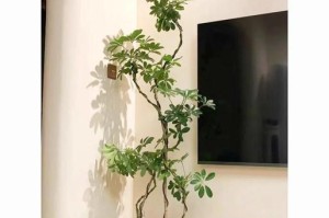 鸭掌木冬季肥料施用的关键要点（了解鸭掌木喜肥特性，正确施肥保护植株）